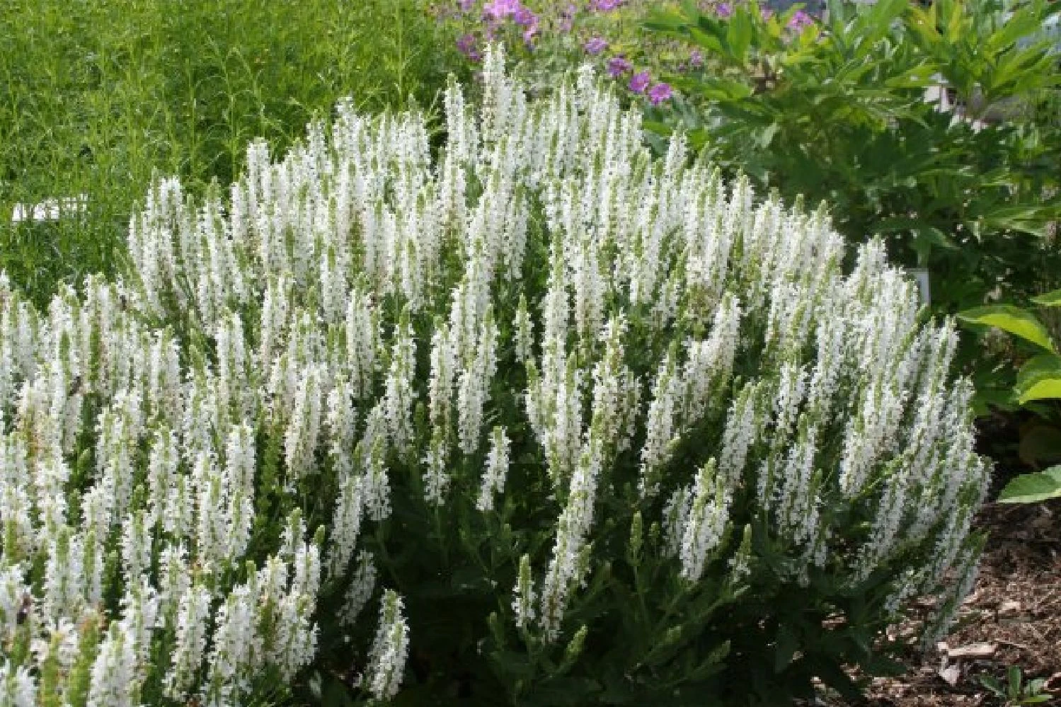 Blaue Welle (Das Klassisch-elegante Beet In Blau Und Weiß) 15 Blaue Welle (Das Klassisch-elegante Beet In Blau Und Weiß) – Bild 13