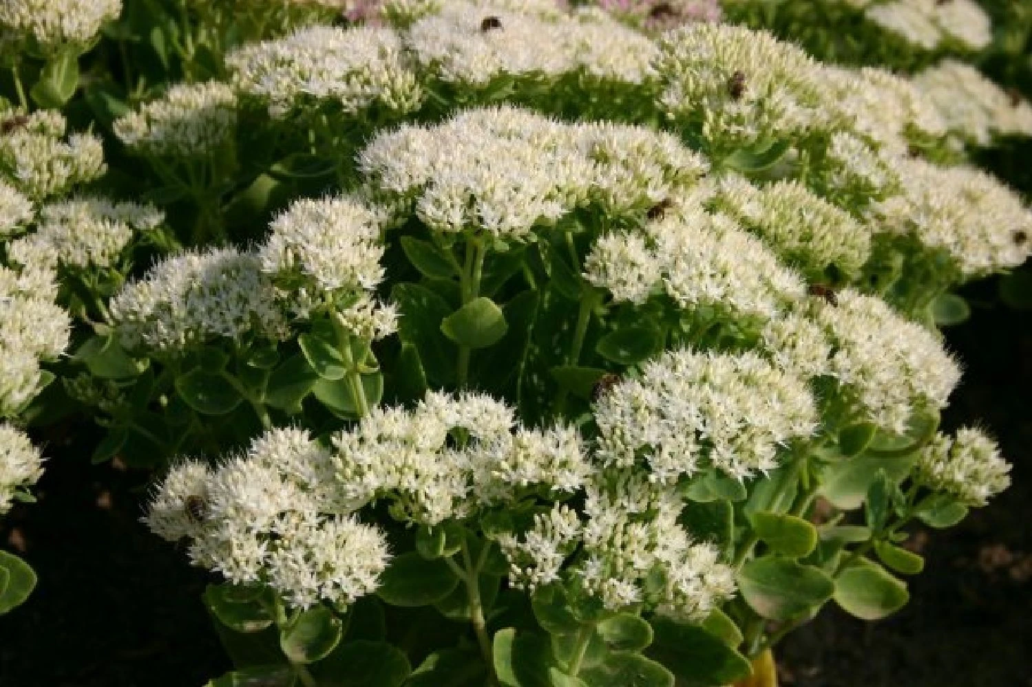 Blaue Welle (Das Klassisch-elegante Beet In Blau Und Weiß) 16 Blaue Welle (Das Klassisch-elegante Beet In Blau Und Weiß) – Bild 14