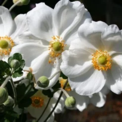 Blaue Welle (Das Klassisch-elegante Beet In Blau Und Weiß) 18 Blaue Welle (Das Klassisch-elegante Beet In Blau Und Weiß) -Gartenpflanzen Verkaufsladen 2001011 Blaue 20Welle Das 20klassisch elegante 20Beet 20in 20Blau 20und 20Weiss 3