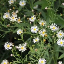 Blaue Welle (Das Klassisch-elegante Beet In Blau Und Weiß) 20 Blaue Welle (Das Klassisch-elegante Beet In Blau Und Weiß) -Gartenpflanzen Verkaufsladen 2001011 Blaue 20Welle Das 20klassisch elegante 20Beet 20in 20Blau 20und 20Weiss 5