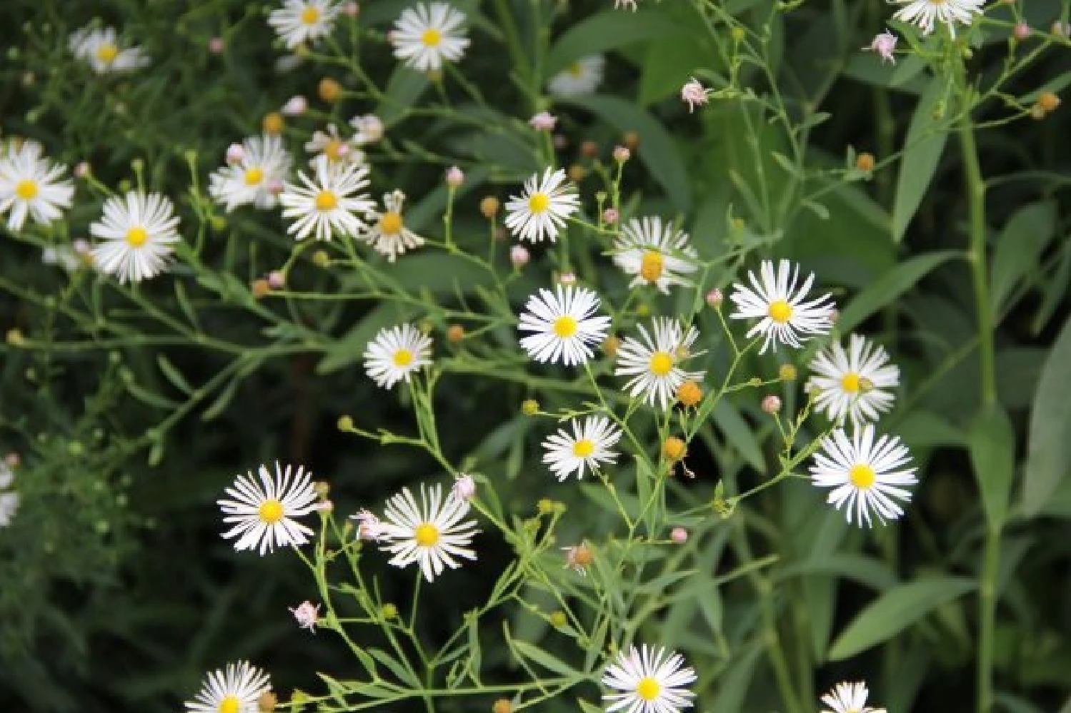 Blaue Welle (Das Klassisch-elegante Beet In Blau Und Weiß) 7 Blaue Welle (Das Klassisch-elegante Beet In Blau Und Weiß) – Bild 5