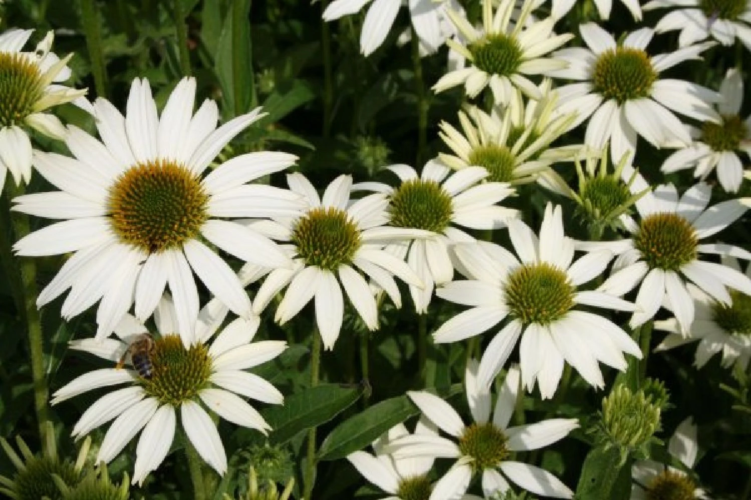 Blaue Welle (Das Klassisch-elegante Beet In Blau Und Weiß) 9 Blaue Welle (Das Klassisch-elegante Beet In Blau Und Weiß) – Bild 7