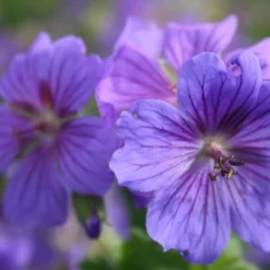 Blaue Welle (Das Klassisch-elegante Beet In Blau Und Weiß) 24 Blaue Welle (Das Klassisch-elegante Beet In Blau Und Weiß) -Gartenpflanzen Verkaufsladen 2001011 Blaue 20Welle Das 20klassisch elegante 20Beet 20in 20Blau 20und 20Weiss 9