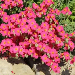 Sonniges Willkommen (Idee Für Den Vorgarten) 29 Sonniges Willkommen (Idee Für Den Vorgarten) -Gartenpflanzen Verkaufsladen 2001049 Sonniges 20Willkommen Idee 20fuer 20den 20Vorgarten 10