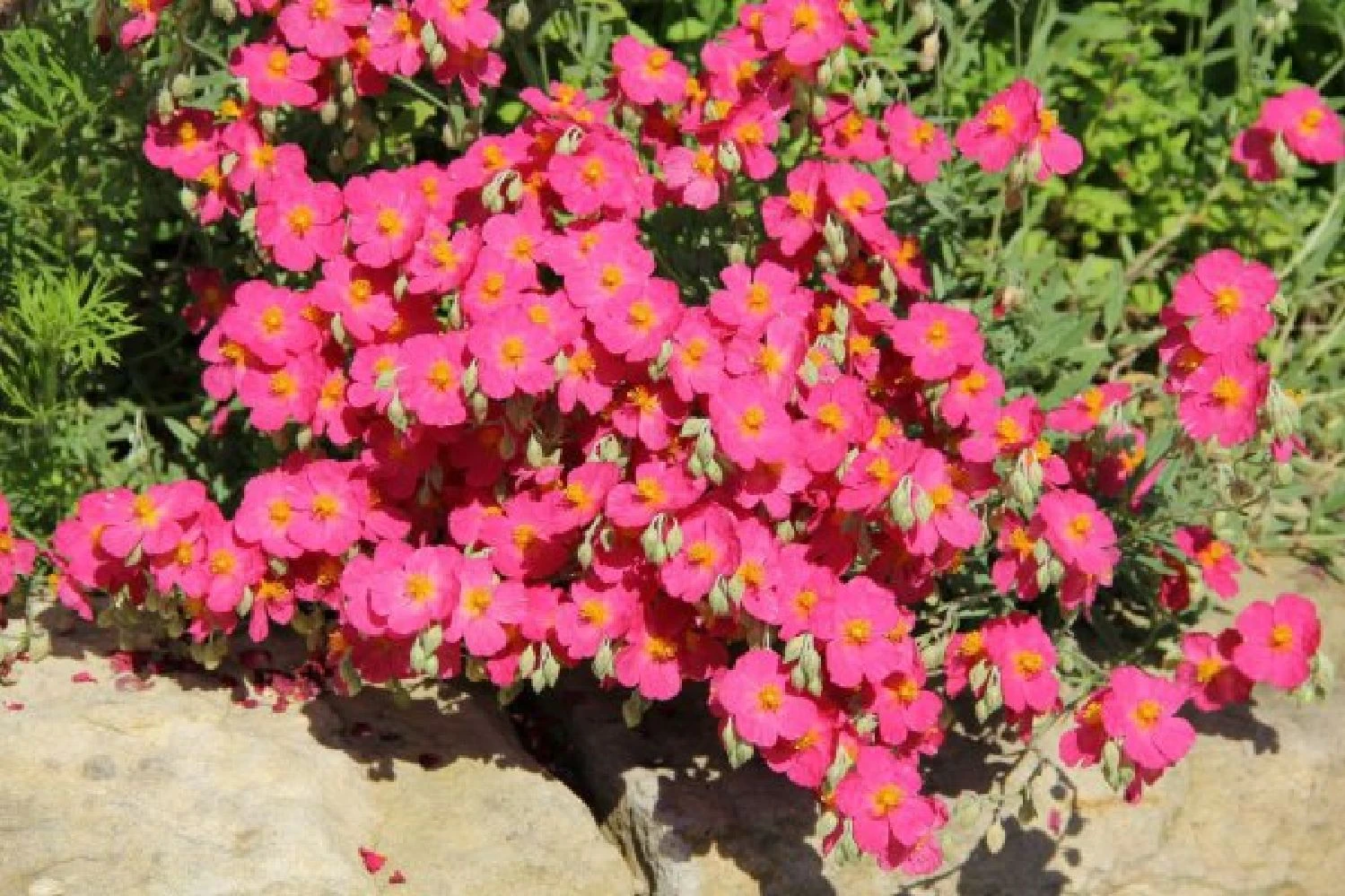 Sonniges Willkommen (Idee Für Den Vorgarten) 12 Sonniges Willkommen (Idee Für Den Vorgarten) – Bild 10