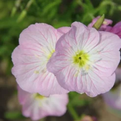 Sonniges Willkommen (Idee Für Den Vorgarten) 30 Sonniges Willkommen (Idee Für Den Vorgarten) -Gartenpflanzen Verkaufsladen 2001049 Sonniges 20Willkommen Idee 20fuer 20den 20Vorgarten 11