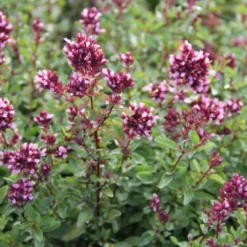 Sonniges Willkommen (Idee Für Den Vorgarten) 31 Sonniges Willkommen (Idee Für Den Vorgarten) -Gartenpflanzen Verkaufsladen 2001049 Sonniges 20Willkommen Idee 20fuer 20den 20Vorgarten 12