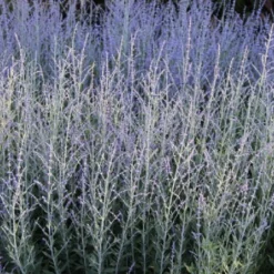 Sonniges Willkommen (Idee Für Den Vorgarten) 33 Sonniges Willkommen (Idee Für Den Vorgarten) -Gartenpflanzen Verkaufsladen 2001049 Sonniges 20Willkommen Idee 20fuer 20den 20Vorgarten 14