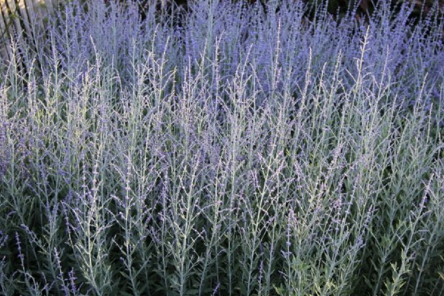 Sonniges Willkommen (Idee Für Den Vorgarten) 16 Sonniges Willkommen (Idee Für Den Vorgarten) – Bild 14