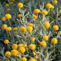 Sonniges Willkommen (Idee Für Den Vorgarten) 34 Sonniges Willkommen (Idee Für Den Vorgarten) -Gartenpflanzen Verkaufsladen 2001049 Sonniges 20Willkommen Idee 20fuer 20den 20Vorgarten 15