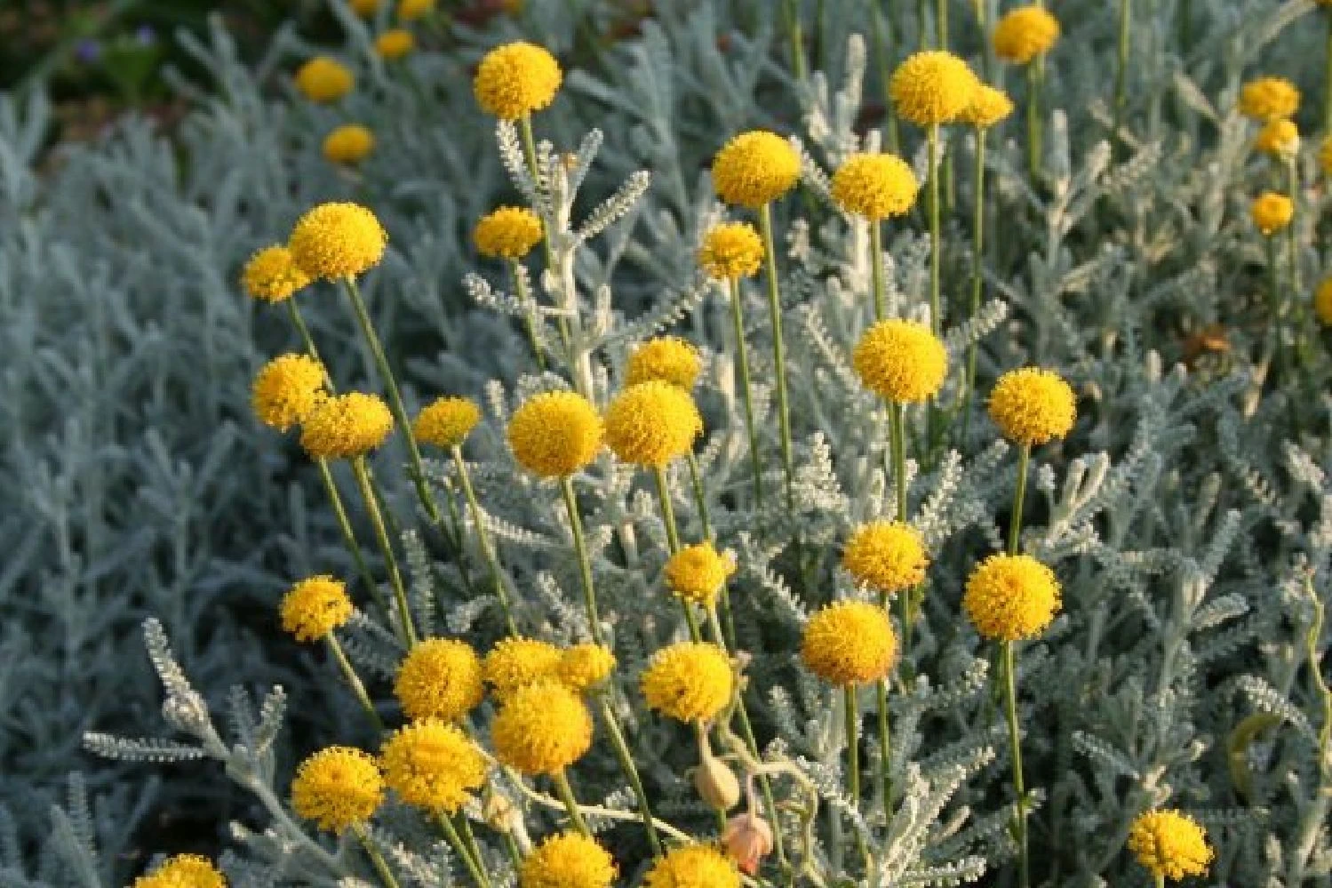 Sonniges Willkommen (Idee Für Den Vorgarten) 17 Sonniges Willkommen (Idee Für Den Vorgarten) – Bild 15