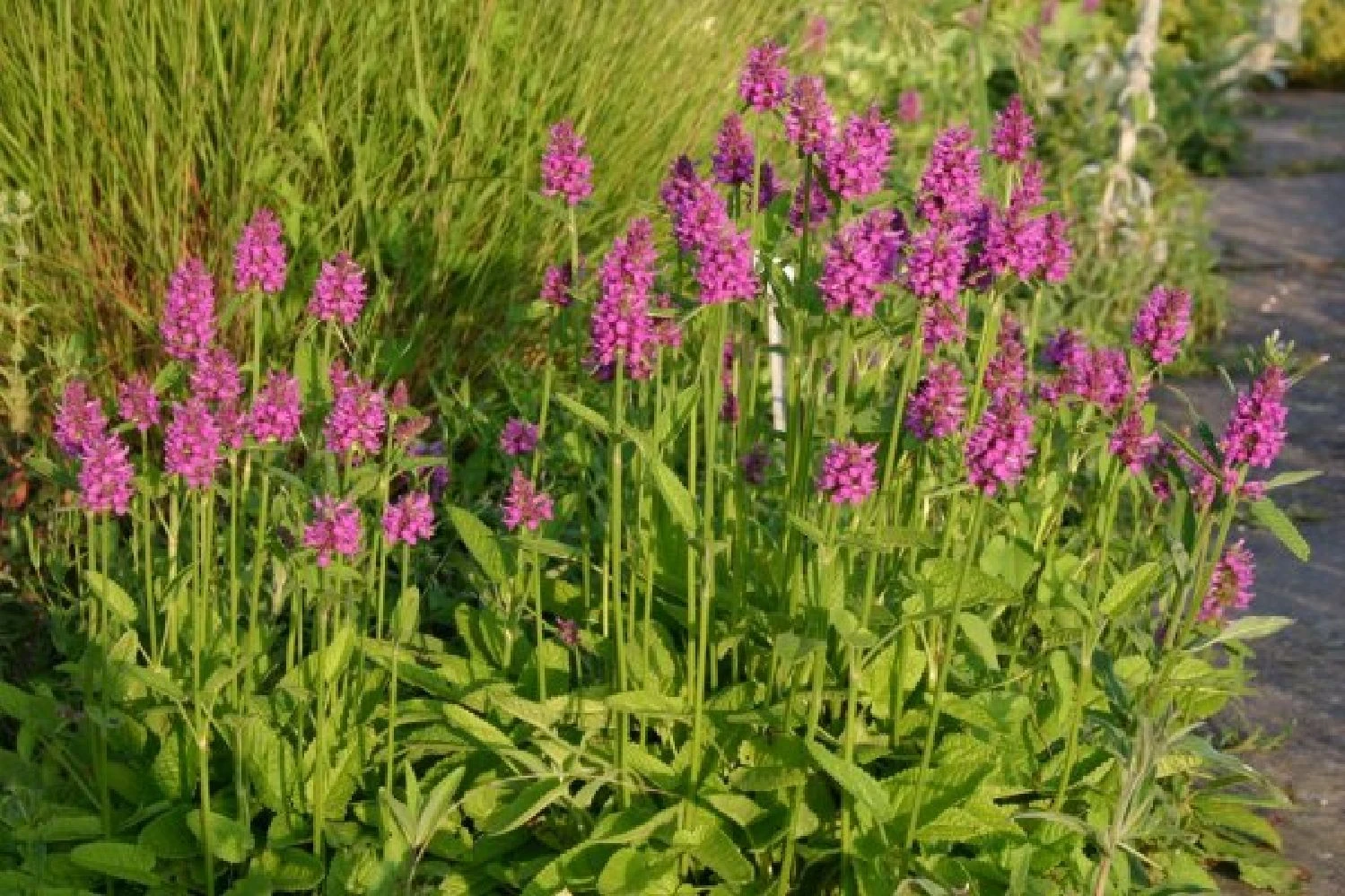 Sonniges Willkommen (Idee Für Den Vorgarten) 19 Sonniges Willkommen (Idee Für Den Vorgarten) – Bild 17