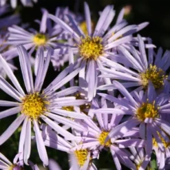 Sonniges Willkommen (Idee Für Den Vorgarten) 22 Sonniges Willkommen (Idee Für Den Vorgarten) -Gartenpflanzen Verkaufsladen 2001049 Sonniges 20Willkommen Idee 20fuer 20den 20Vorgarten 3