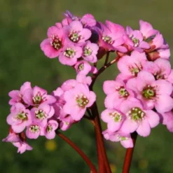 Sonniges Willkommen (Idee Für Den Vorgarten) 23 Sonniges Willkommen (Idee Für Den Vorgarten) -Gartenpflanzen Verkaufsladen 2001049 Sonniges 20Willkommen Idee 20fuer 20den 20Vorgarten 4
