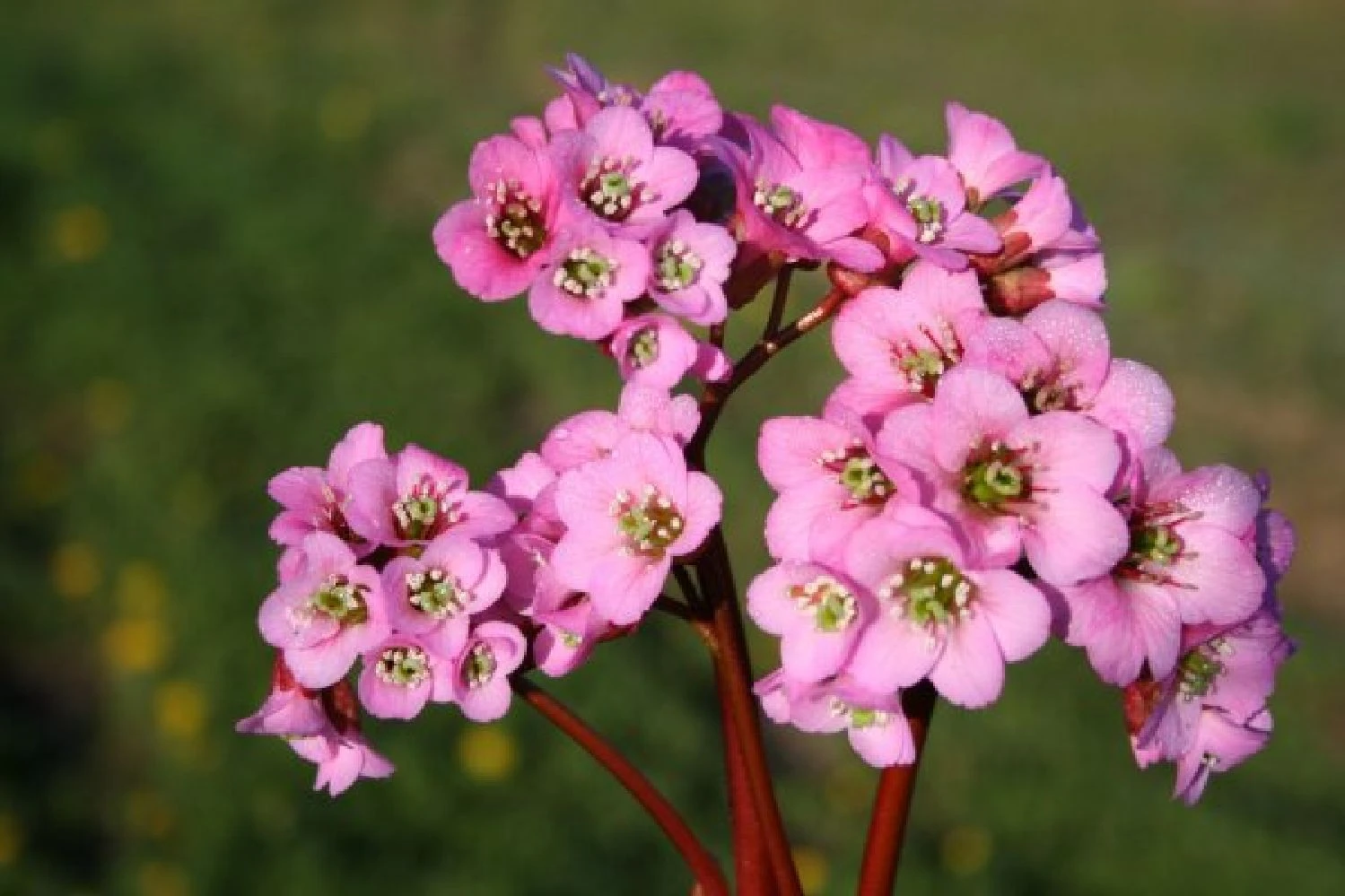 Sonniges Willkommen (Idee Für Den Vorgarten) 6 Sonniges Willkommen (Idee Für Den Vorgarten) – Bild 4