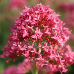 Sonniges Willkommen (Idee Für Den Vorgarten) 24 Sonniges Willkommen (Idee Für Den Vorgarten) -Gartenpflanzen Verkaufsladen 2001049 Sonniges 20Willkommen Idee 20fuer 20den 20Vorgarten 5