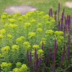 Sonniges Willkommen (Idee Für Den Vorgarten) 26 Sonniges Willkommen (Idee Für Den Vorgarten) -Gartenpflanzen Verkaufsladen 2001049 Sonniges 20Willkommen Idee 20fuer 20den 20Vorgarten 7