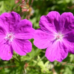 Sonniges Willkommen (Idee Für Den Vorgarten) 27 Sonniges Willkommen (Idee Für Den Vorgarten) -Gartenpflanzen Verkaufsladen 2001049 Sonniges 20Willkommen Idee 20fuer 20den 20Vorgarten 8