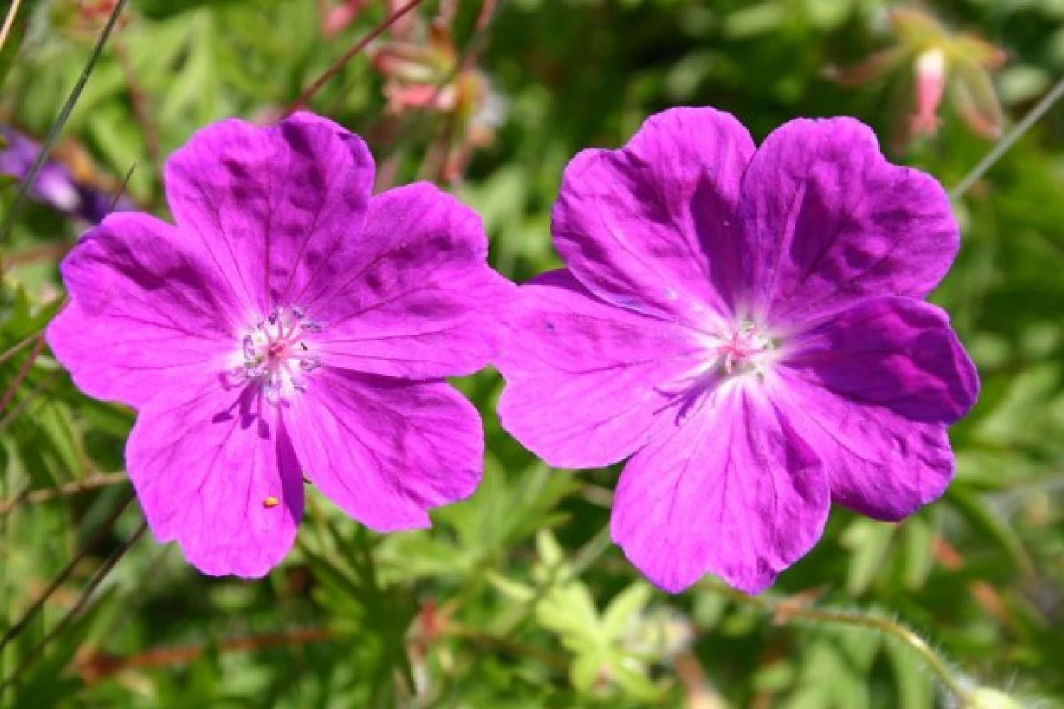 Sonniges Willkommen (Idee Für Den Vorgarten) 10 Sonniges Willkommen (Idee Für Den Vorgarten) – Bild 8