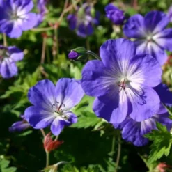 Sonniges Willkommen (Idee Für Den Vorgarten) 28 Sonniges Willkommen (Idee Für Den Vorgarten) -Gartenpflanzen Verkaufsladen 2001049 Sonniges 20Willkommen Idee 20fuer 20den 20Vorgarten 9