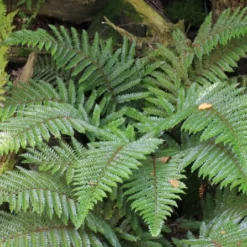 Edler Empfang (Idee Für Den Vorgarten) -Gartenpflanzen Verkaufsladen 2001050 Edler 20Empfang Idee 20fuer 20den 20Vorgarten 13