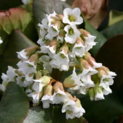 Edler Empfang (Idee Für Den Vorgarten) -Gartenpflanzen Verkaufsladen 2001050 Edler 20Empfang Idee 20fuer 20den 20Vorgarten 5