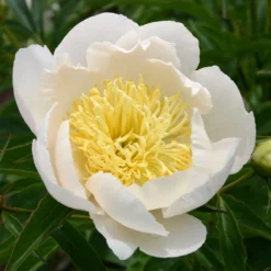 Paeonia Lactiflora 'Lotus Queen' (Staudenpfingstrose)