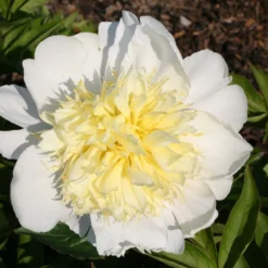 Paeonia Lactiflora 'Primevère' (Staudenpfingstrose)