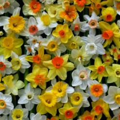 Narzissen-Mix 'Narzissen Festival' (Osterglocken-Mix)
