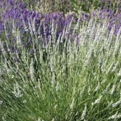 Brautzauber (Ein Traum In Weiß Und Silber) -Gartenpflanzen Verkaufsladen 2001208 Brautzauber Ein 20Traum 20in 20Weiss 20und 20Silber 10