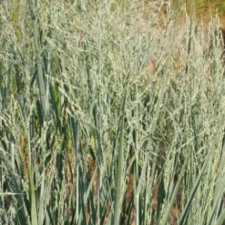 Brautzauber (Ein Traum In Weiß Und Silber) -Gartenpflanzen Verkaufsladen 2001208 Brautzauber Ein 20Traum 20in 20Weiss 20und 20Silber 11