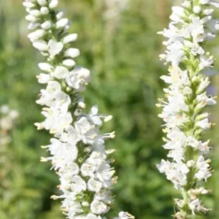 Brautzauber (Ein Traum In Weiß Und Silber) -Gartenpflanzen Verkaufsladen 2001208 Brautzauber Ein 20Traum 20in 20Weiss 20und 20Silber 16