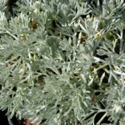 Brautzauber (Ein Traum In Weiß Und Silber) -Gartenpflanzen Verkaufsladen 2001208 Brautzauber Ein 20Traum 20in 20Weiss 20und 20Silber 3