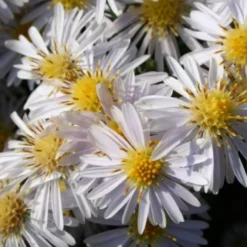 Brautzauber (Ein Traum In Weiß Und Silber) -Gartenpflanzen Verkaufsladen 2001208 Brautzauber Ein 20Traum 20in 20Weiss 20und 20Silber 4