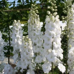 Brautzauber (Ein Traum In Weiß Und Silber) -Gartenpflanzen Verkaufsladen 2001208 Brautzauber Ein 20Traum 20in 20Weiss 20und 20Silber 6