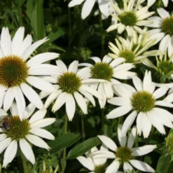 Brautzauber (Ein Traum In Weiß Und Silber) -Gartenpflanzen Verkaufsladen 2001208 Brautzauber Ein 20Traum 20in 20Weiss 20und 20Silber 7