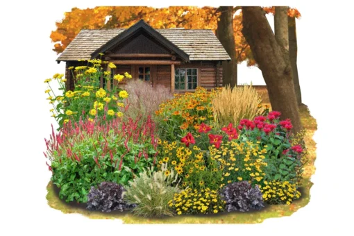 Indian Summer (Weite Welt-Kollektion) -Gartenpflanzen Verkaufsladen 2001457 Indian 20Summer Weite 20Welt Kollektion 1