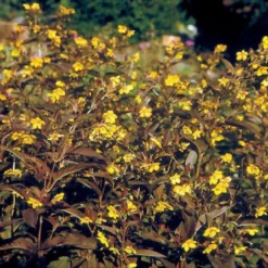 Indian Summer (Weite Welt-Kollektion) -Gartenpflanzen Verkaufsladen 2001457 Indian 20Summer Weite 20Welt Kollektion 11