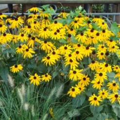 Indian Summer (Weite Welt-Kollektion) -Gartenpflanzen Verkaufsladen 2001457 Indian 20Summer Weite 20Welt Kollektion 15