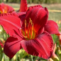 Indian Summer (Weite Welt-Kollektion) -Gartenpflanzen Verkaufsladen 2001457 Indian 20Summer Weite 20Welt Kollektion 9