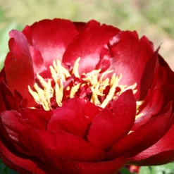 Paeonia Lactiflora 'Buckeye Belle' (Staudenpfingstrose)