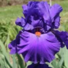 Iris Barbata-Elatior 'Paul Black' (Hohe Bartschwertlilie)