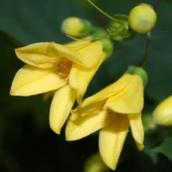 Fernöstlicher Traum (Ein Hauch Von Japan Im Eigenen Garten) -Gartenpflanzen Verkaufsladen 2001632 Fernoestlicher 20Traum Ein 20Hauch 20von 20Japan 20im 20eigenen 20Garten 10
