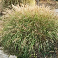 Fernöstlicher Traum (Ein Hauch Von Japan Im Eigenen Garten) -Gartenpflanzen Verkaufsladen 2001632 Fernoestlicher 20Traum Ein 20Hauch 20von 20Japan 20im 20eigenen 20Garten 11