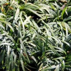 Fernöstlicher Traum (Ein Hauch Von Japan Im Eigenen Garten) -Gartenpflanzen Verkaufsladen 2001632 Fernoestlicher 20Traum Ein 20Hauch 20von 20Japan 20im 20eigenen 20Garten 12