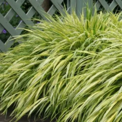 Fernöstlicher Traum (Ein Hauch Von Japan Im Eigenen Garten) -Gartenpflanzen Verkaufsladen 2001632 Fernoestlicher 20Traum Ein 20Hauch 20von 20Japan 20im 20eigenen 20Garten 7