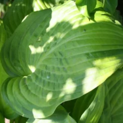 Fernöstlicher Traum (Ein Hauch Von Japan Im Eigenen Garten) -Gartenpflanzen Verkaufsladen 2001632 Fernoestlicher 20Traum Ein 20Hauch 20von 20Japan 20im 20eigenen 20Garten 9