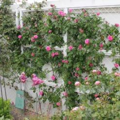 Rose 'Gertrude Jekyll' (Englische Rose) -Gartenpflanzen Verkaufsladen 2001635 Rose 20Gertrude 20Jekyll Englische 20Rose 3