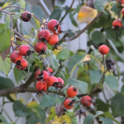 Rose 'Gertrude Jekyll' (Englische Rose) -Gartenpflanzen Verkaufsladen 2001635 Rose 20Gertrude 20Jekyll Englische 20Rose 4
