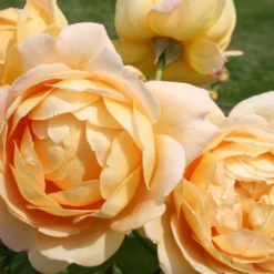 Rose 'Golden Celebration' (Englische Rose)